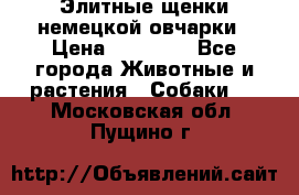 Элитные щенки немецкой овчарки › Цена ­ 30 000 - Все города Животные и растения » Собаки   . Московская обл.,Пущино г.